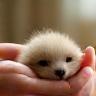 Main caressant un animal