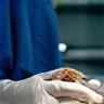 Chirurgie vétérinaire en salle d'opération
