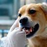 Soins dentaires pour animaux