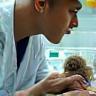 Vétérinaire prodiguant des soins d'urgence