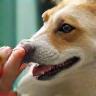 Vaccination chien chat à la clinique